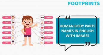 Human Body Parts Names In English With Images