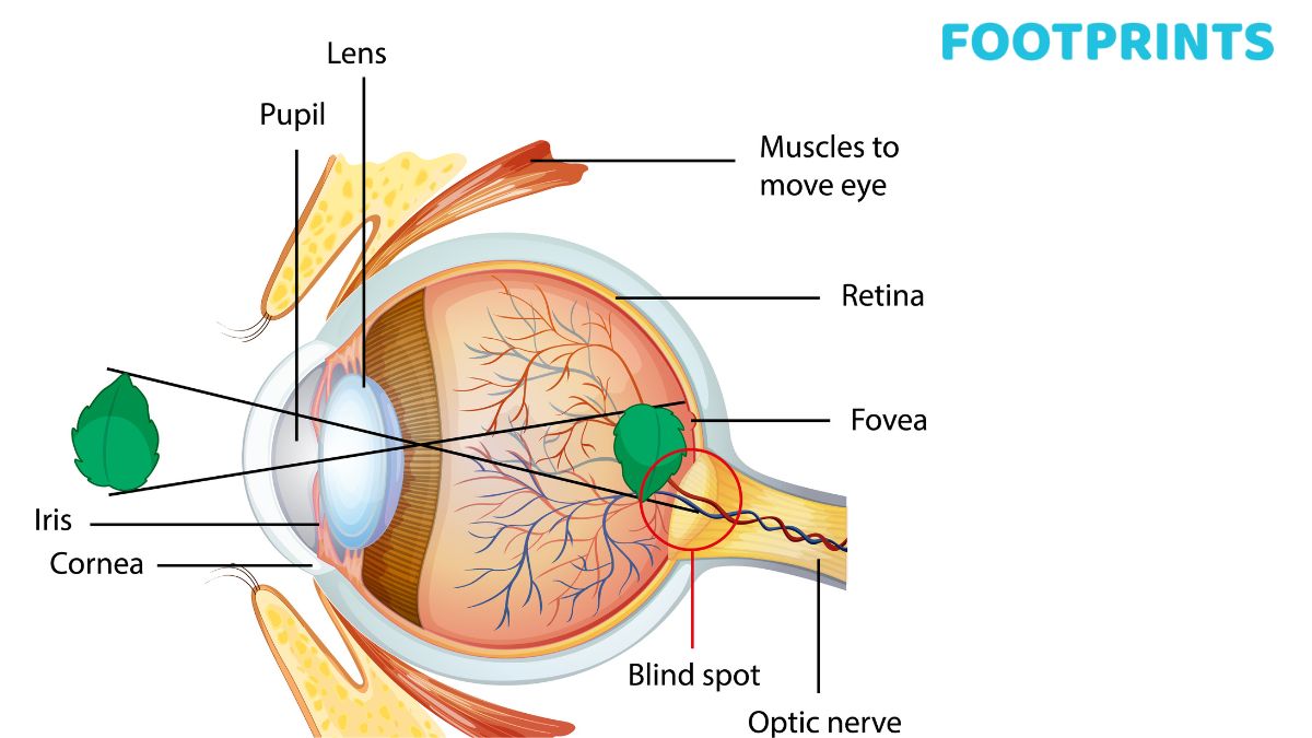 Visual Perception Definition