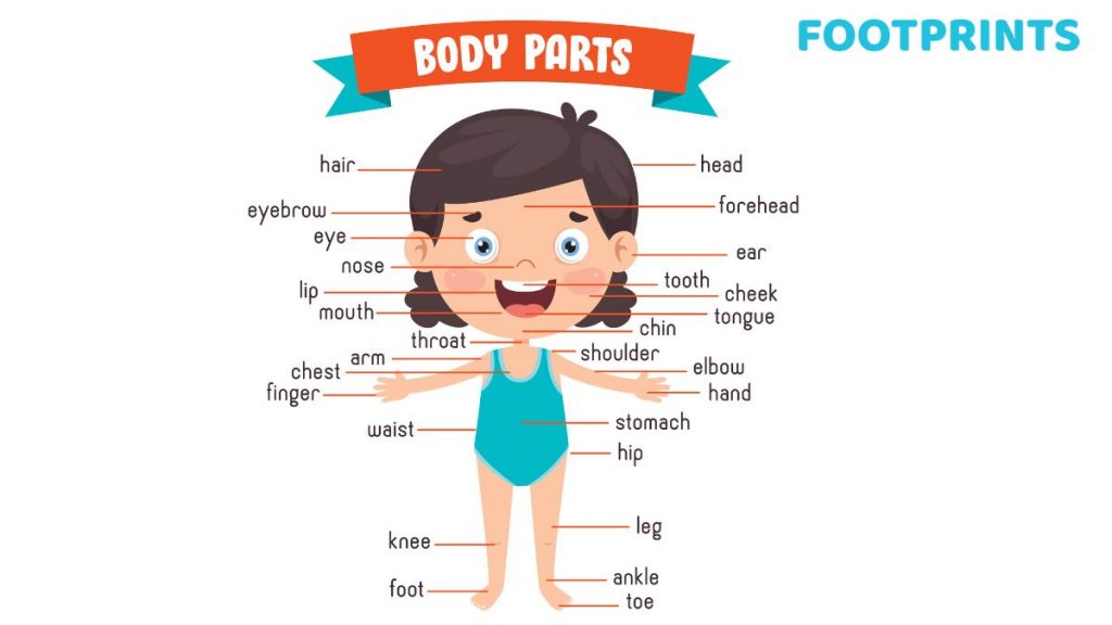 correct names of body parts