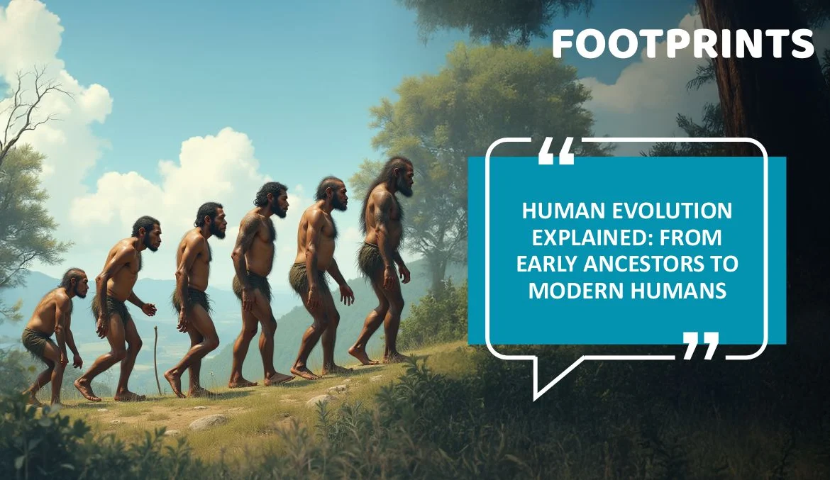 Human Evolution Explained From Early Ancestors to Modern Humans