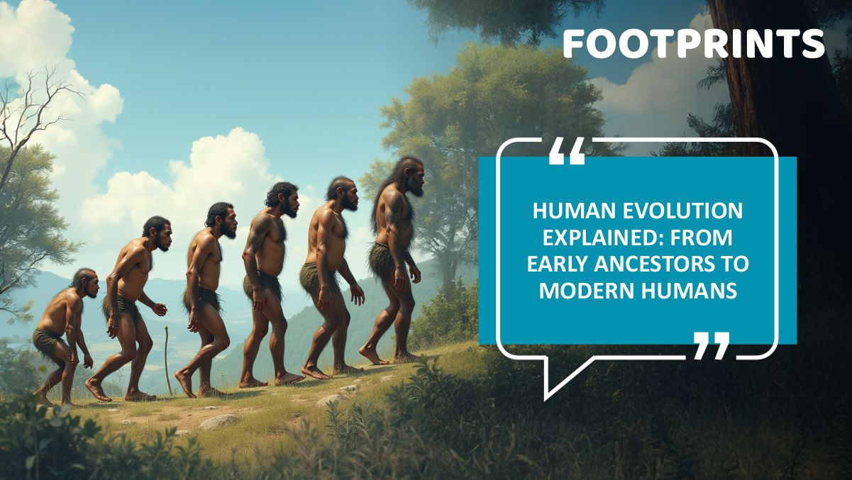 Human Evolution Explained From Early Ancestors to Modern Humans